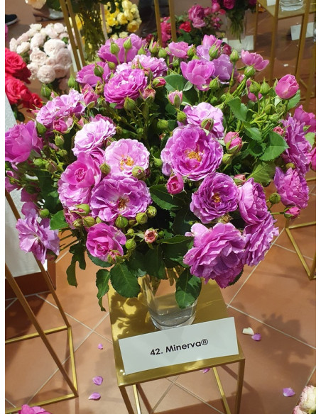 odmiana rabatowa Minerva niebieska