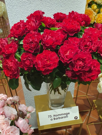 Hommage a Barbara odmiana wielkokwiatowa