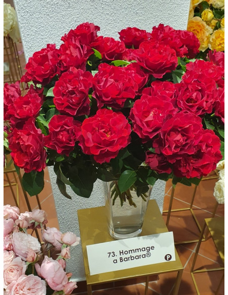 Hommage a Barbara odmiana wielkokwiatowa