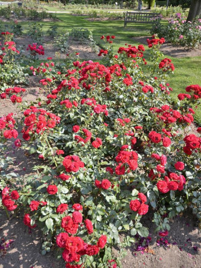 Europeana roze rabatowe czerwone