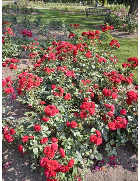 Europeana roze rabatowe czerwone