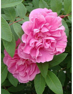 róża kanadyjska THERESE BUGNET