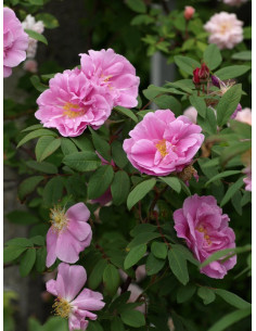 róża kanadyjska THERESE BUGNET 2