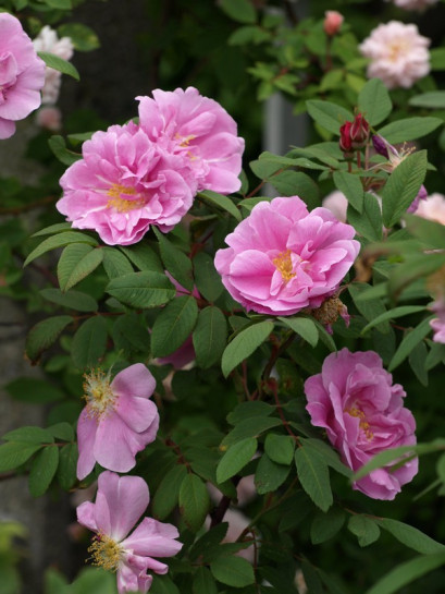 THERESE BUGNET róża kanadyjska