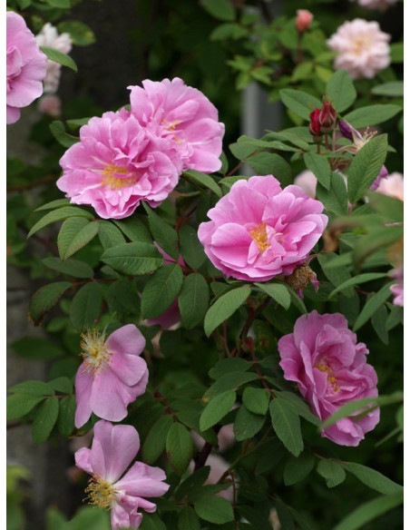 THERESE BUGNET róża kanadyjska