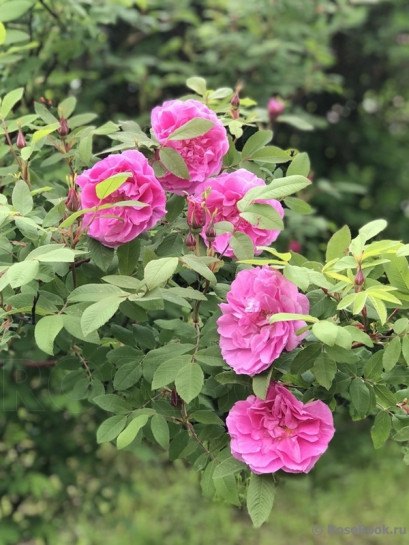 THERESE BUGNET róża kanadyjska