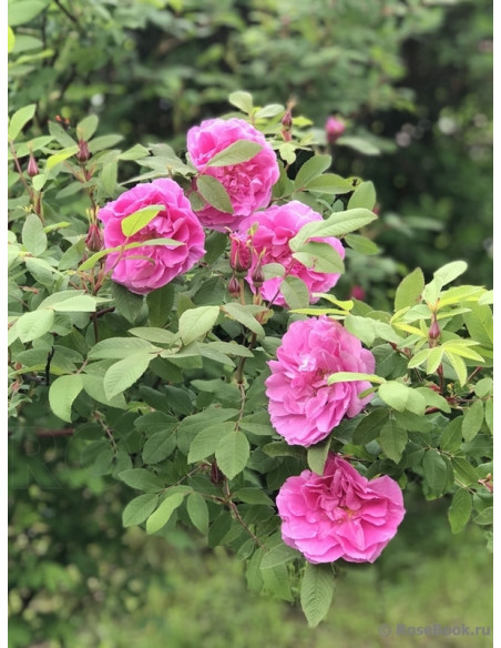 THERESE BUGNET róża kanadyjska