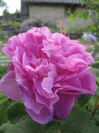 THERESE BUGNET kanadyjska róża