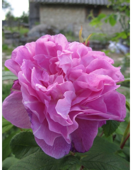 THERESE BUGNET kanadyjska róża