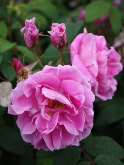 kanadyjska róża THERESE BUGNET