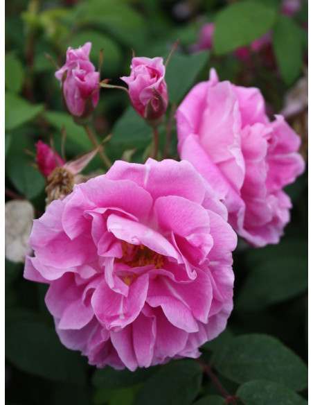 kanadyjska róża THERESE BUGNET