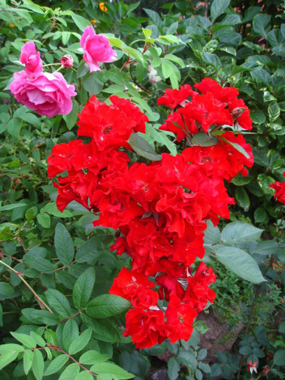 czerwone róże rabatowe Europeana