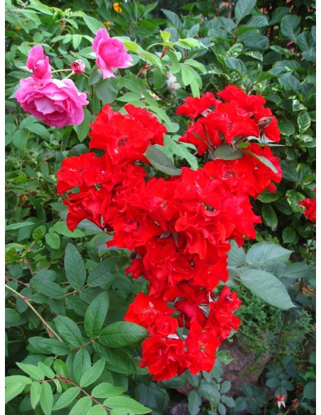 czerwone róże rabatowe Europeana