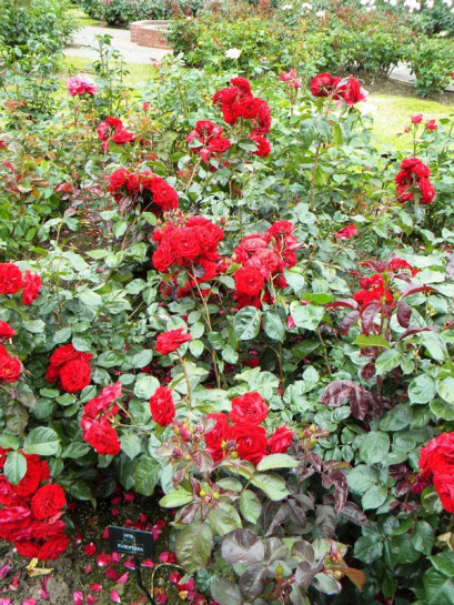 róże rabatowe Europeana czerwone