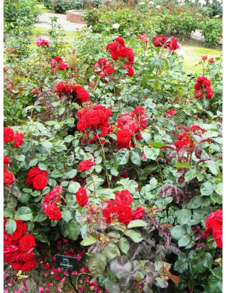 róże rabatowe Europeana czerwone