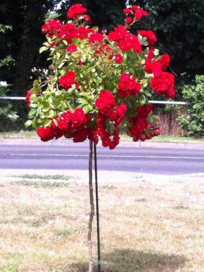 róze pienne fairy dance