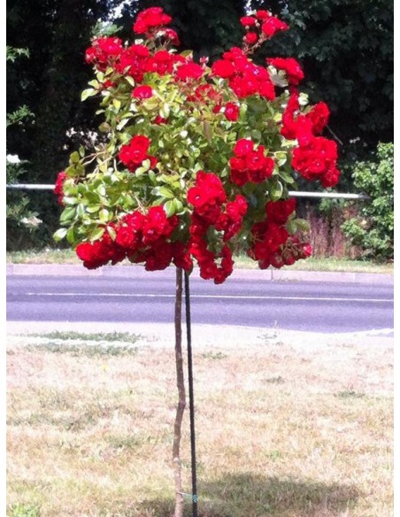 róze pienne fairy dance