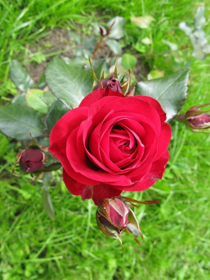 róże rabatowe Europeana czerwone