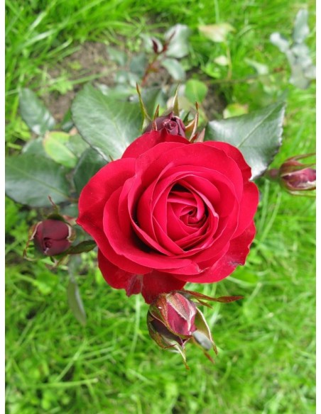 róże rabatowe Europeana czerwone