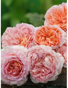 angielskie róże parkowe Candy Rain 2