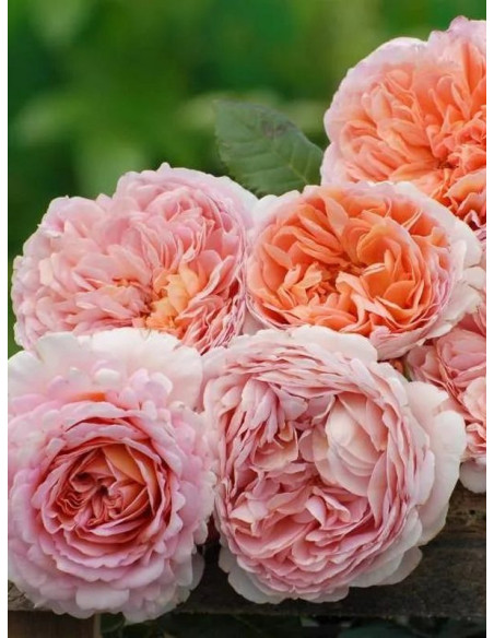 CANDY RAIN róża angielska