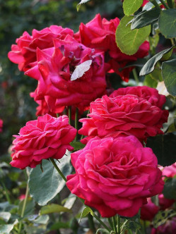 roze czerwone Dame de COEUR