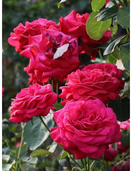 roze czerwone Dame de COEUR