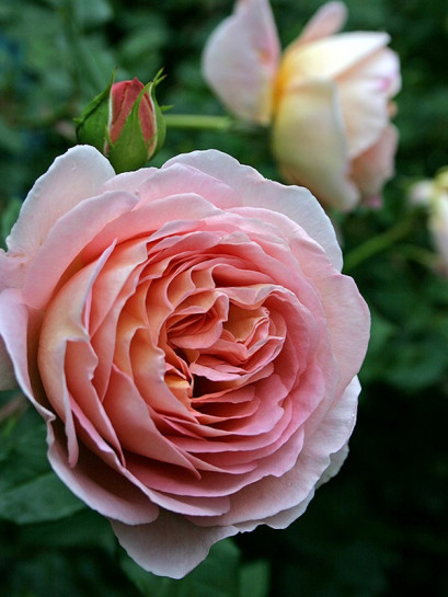 CANDY RAIN angielska róża