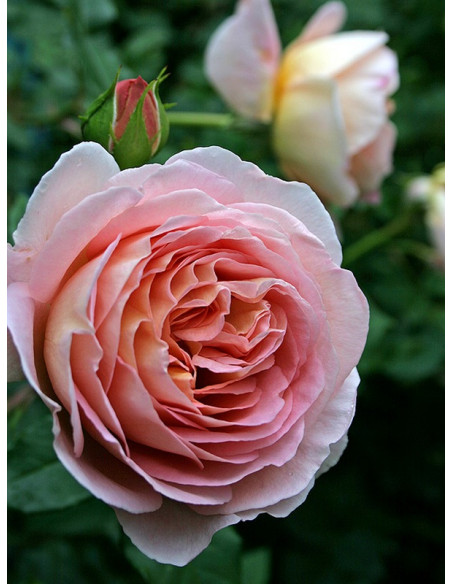 CANDY RAIN angielska róża