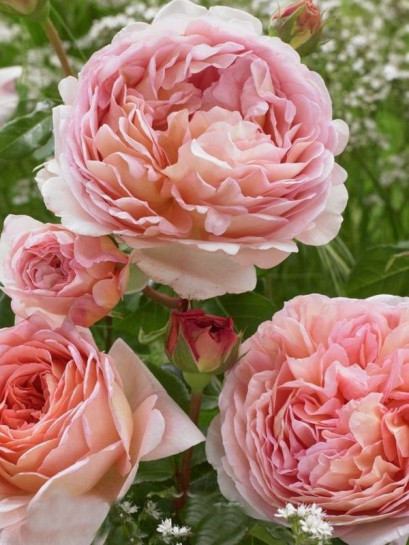 róża angielska CANDY RAIN