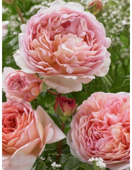 róża angielska CANDY RAIN