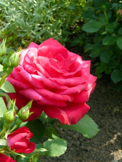 roze czerwone Dame de COEUR 2
