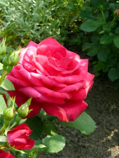 Dame de COEUR róże czerwone