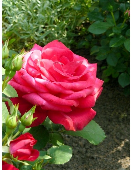 Dame de COEUR róże czerwone