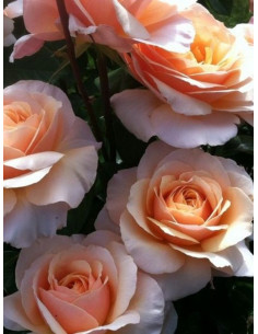 SWEET REVELATION róża wielkokwiatowa