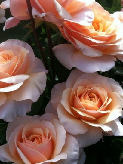 SWEET REVELATION róża wielkokwiatowa