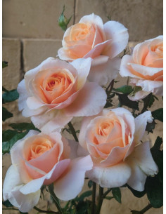 SWEET REVELATION róża wielkokwiatowa 2