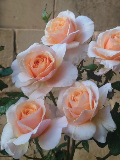 SWEET REVELATION wielkokwiatowa róża