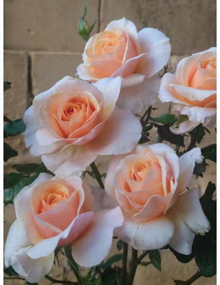 SWEET REVELATION wielkokwiatowa róża