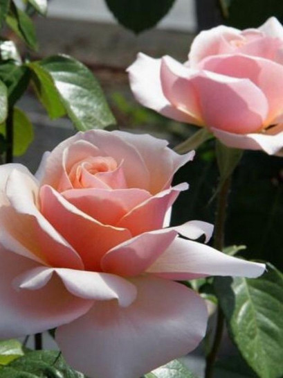 wielkokwiatowa róża SWEET REVELATION