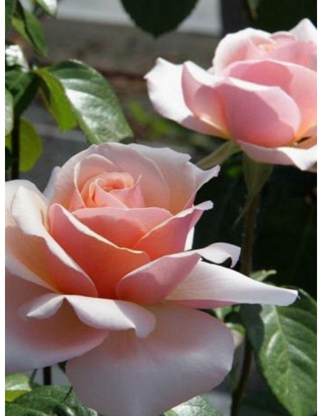 wielkokwiatowa róża SWEET REVELATION