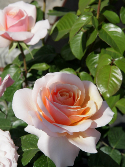 róża wielkokwiatowa SWEET REVELATION