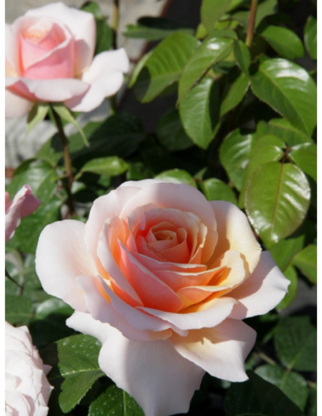 róża wielkokwiatowa SWEET REVELATION