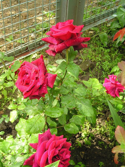 czerwone róże Dame de COEUR