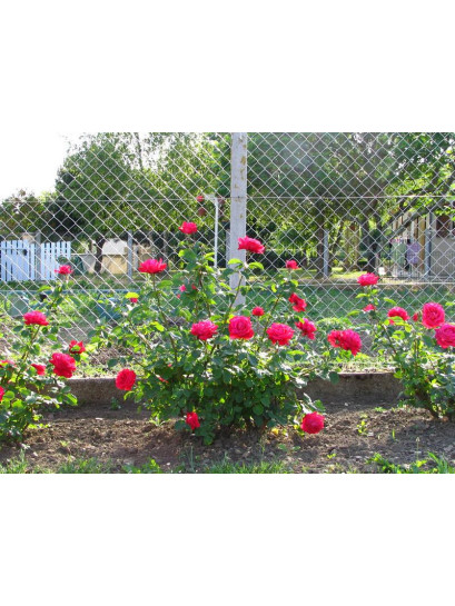 Dame de COEUR róże wielkokwiatowe