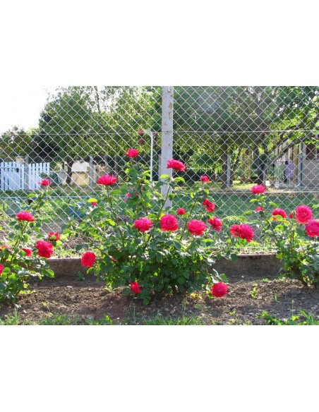 Dame de COEUR róże wielkokwiatowe