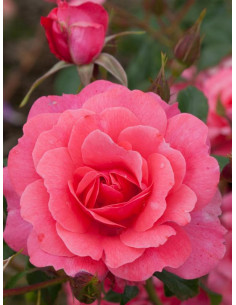 BAD BIRNBACH róża rabatowa 2