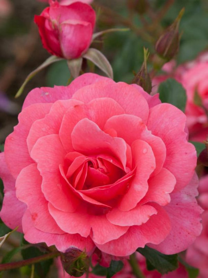 BAD BIRNBACH rabatowa róża