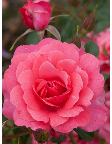 BAD BIRNBACH rabatowa róża