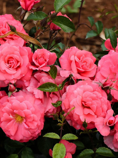 róża rabatowa BAD BIRNBACH